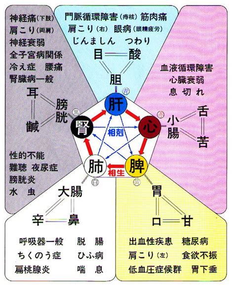 五行六腑|五臓六腑